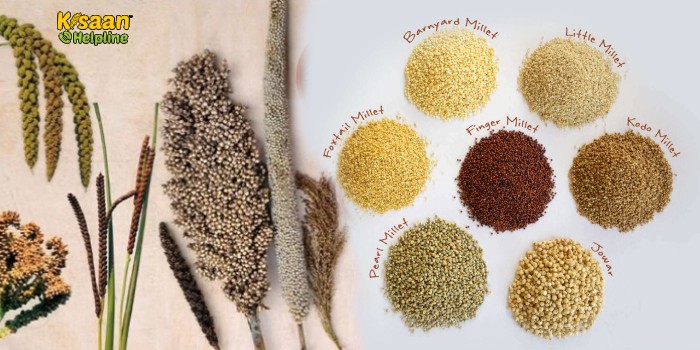 Why millet is considered a miraculous grain, know its main reasons
